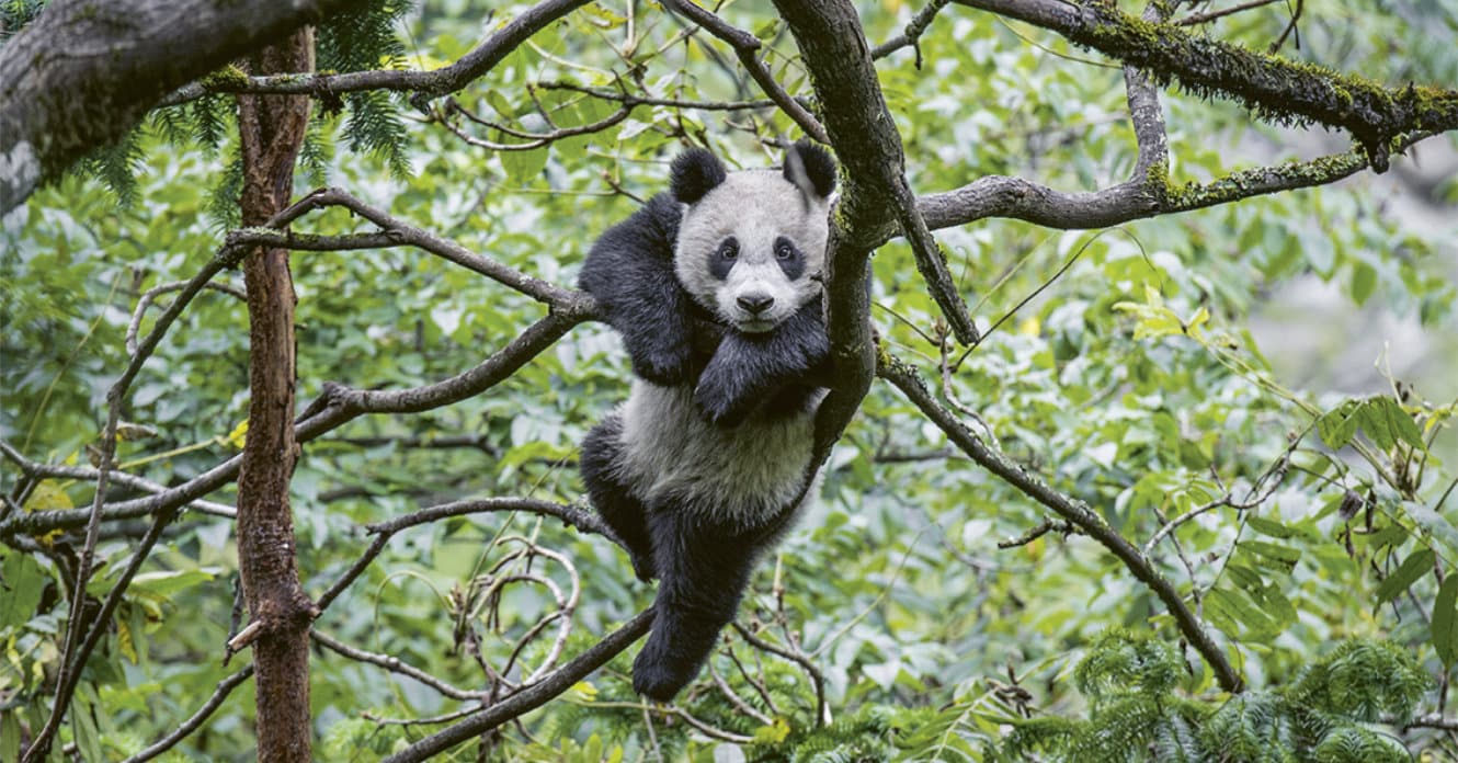 Portfolio – Panda love